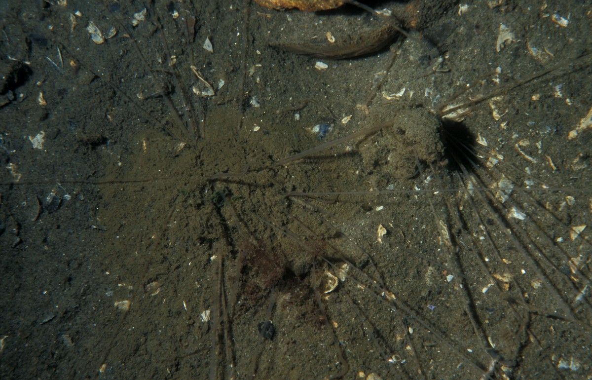 Chaetopterus variopedatus, Parchment Worm